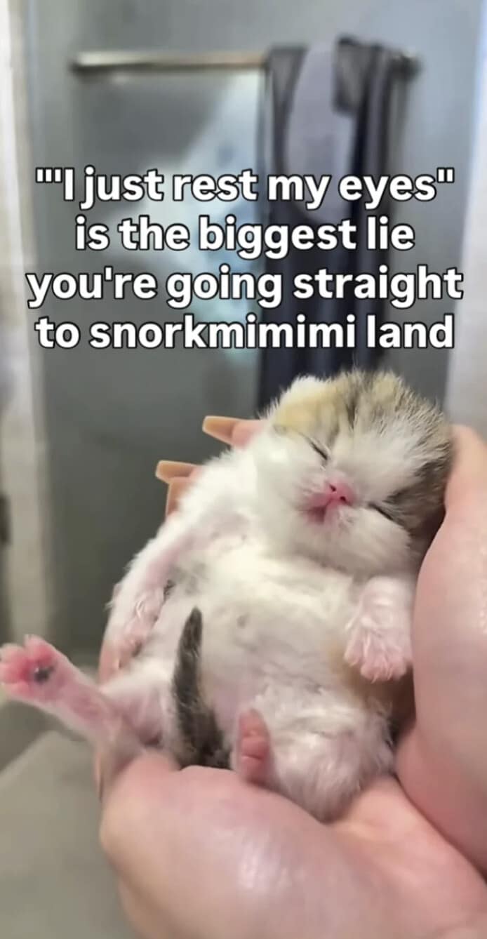 An adorable classic meme featuring a tiny calico kitten fast asleep in a human hand, with text mocking the "I'm just resting my eyes" lie and calling the state of deep sleep "snorkmimimi land."