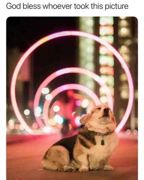 A heartwarming classic meme showcases a thick, majestic Corgi dog posing with supreme confidence and closed eyes under a beautiful tunnel of neon pink circular light arches, titled "God bless whoever took this picture."