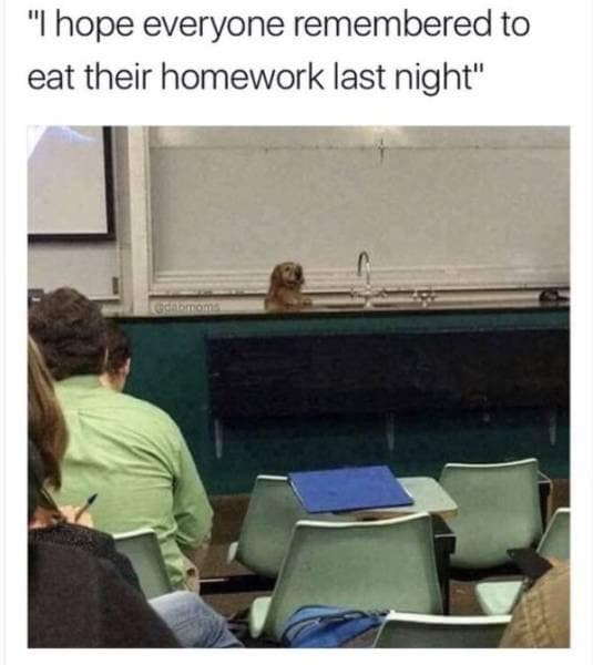A classroom screenshot forms a hilarious classic meme showing a golden retriever dog sitting innocently behind a science lecture desk while the text macro jokes, "I hope everyone remembered to eat their homework last night."