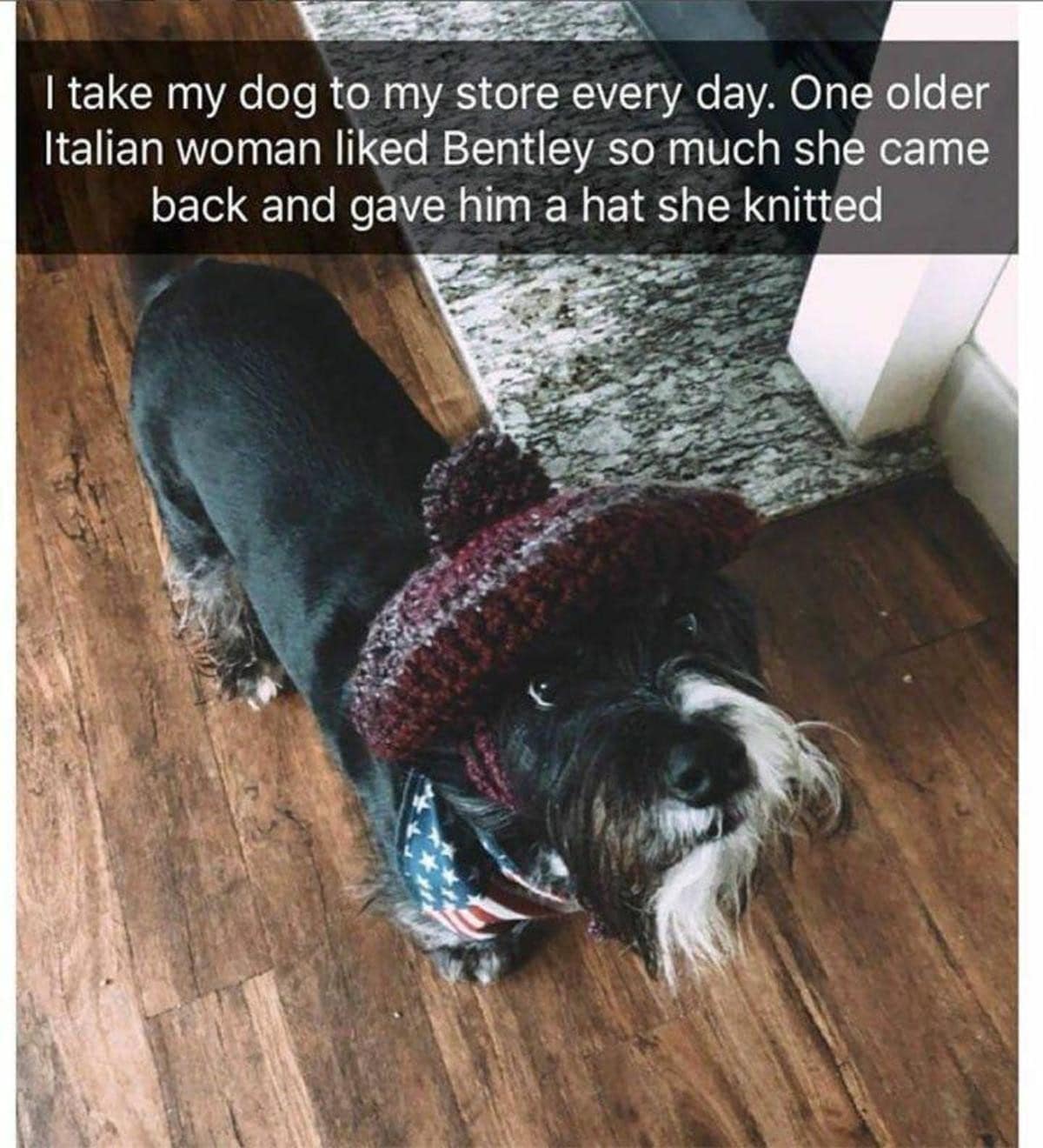 wholesome vintage memes entry showing Bentley, a small black-and-white terrier mix, looking up at the camera. He is wearing a custom-knitted dark red beanie with a pom-pom, a gift from an elderly Italian customer at his owner's shop.