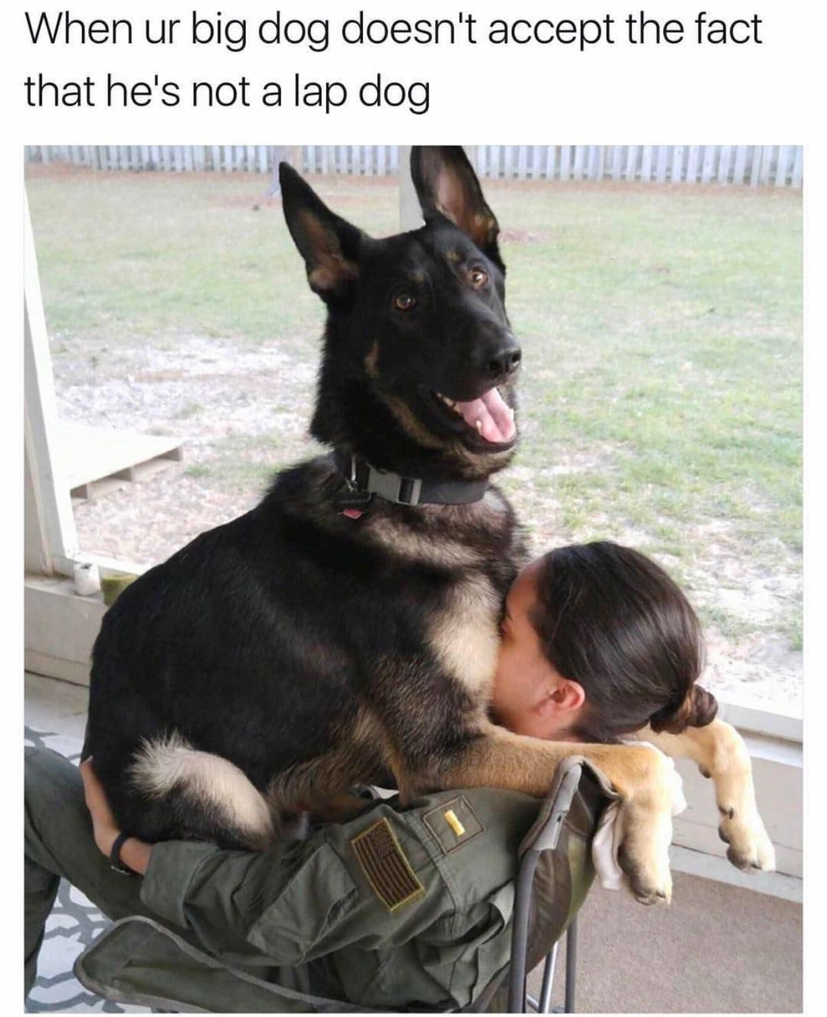 A wholesome pet-owner image operates as a heartwarming classic meme featuring a massive German Shepherd happily crushing its owner in a folding chair under the text, "When ur big dog doesn't accept the fact that he's not a lap dog."