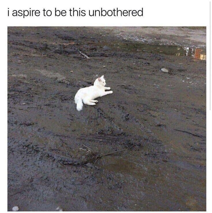 A peaceful classic meme showing a pure white cat lying perfectly flat and unbothered in the middle of a massive, thick mud puddle.