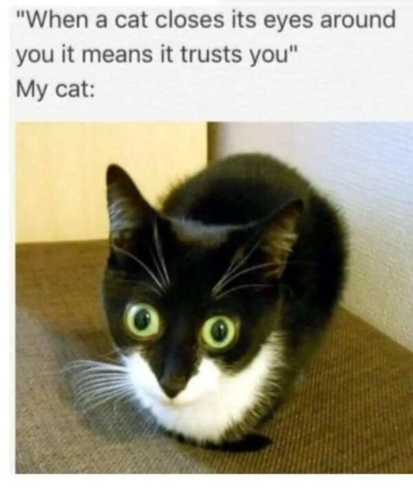 vintage memes entry featuring a tuxedo cat with massive, dilated green eyes staring with intense, unblinking paranoia. The text contrasts the myth that "cats closing their eyes means trust" against this cat’s refusal to look away for even a second.