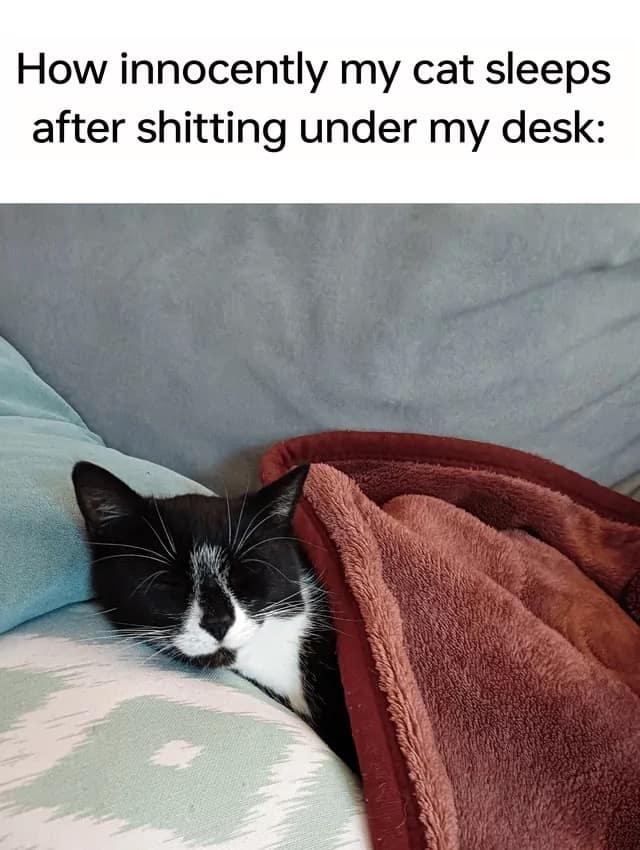 A funny pet classic meme captures a black and white tuxedo cat tucked into bed and sleeping soundly under a plush maroon blanket beneath the text macro, "How innocently my cat sleeps after shitting under my desk."