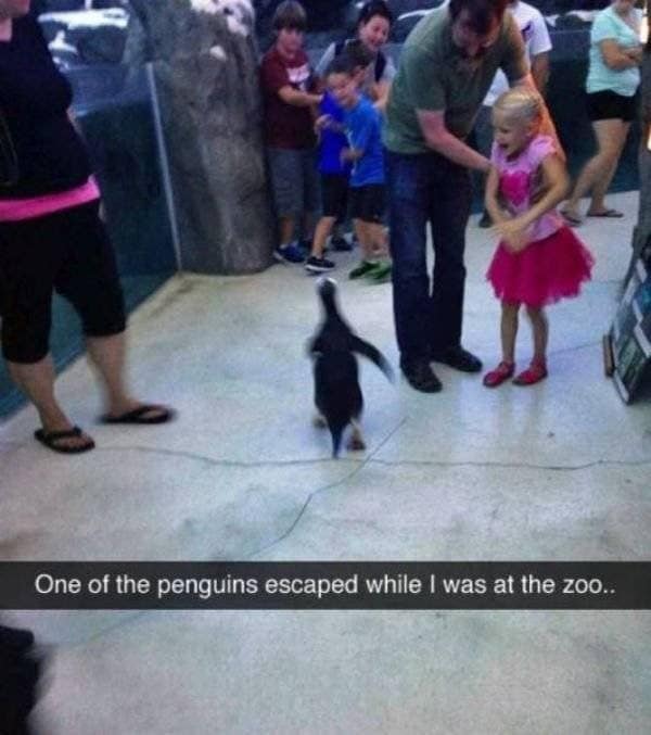A chaotic classic meme featuring a blurry photo of a penguin in full sprint across a zoo floor while a little girl in a pink tutu and her father watch in utter confusion.