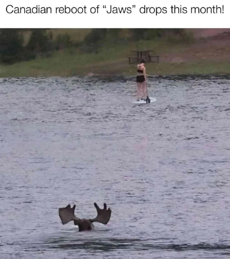 A Canadian wildlife parody operating as a classic meme displays a paddleboarder on a calm lake oblivious to a massive swimming moose whose submerged antlers resemble a terrifying shark fin, labeled as a reboot of "Jaws."