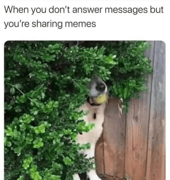 A viral best memes photo of a dog with a tennis ball in its mouth peeking through a dense green hedge. The text describes the relatable social anxiety of "when you don't answer messages but you're sharing memes."