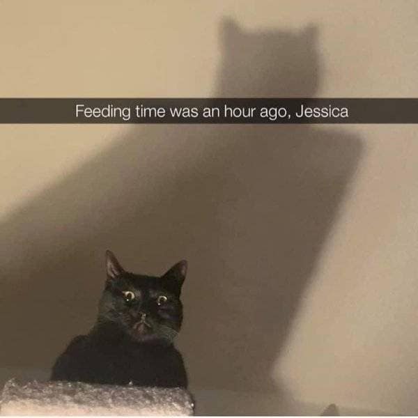 A dramatic pet photography entry popular in collections of classic memes captures a wide-eyed black cat sitting beneath a massive, menacing shadow on the wall, overlaid with the Snapchat text bar warning: "Feeding time was an hour ago, Jessica."