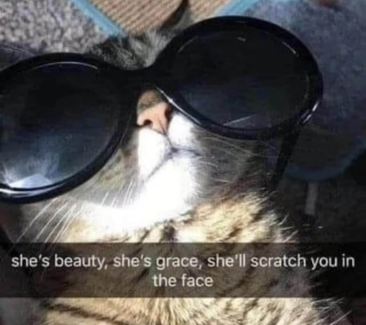 classic meme of a tabby cat wearing giant, round black sunglasses with a Snapchat-style caption that reads: "she's beauty, she's grace, she'll scratch you in the face."