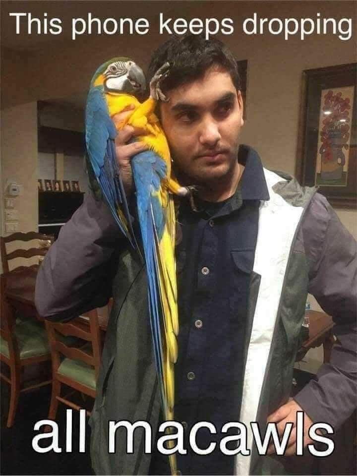 A man holds a large blue and gold macaw to his ear like a smartphone in this pun-heavy classic meme about dropped calls.