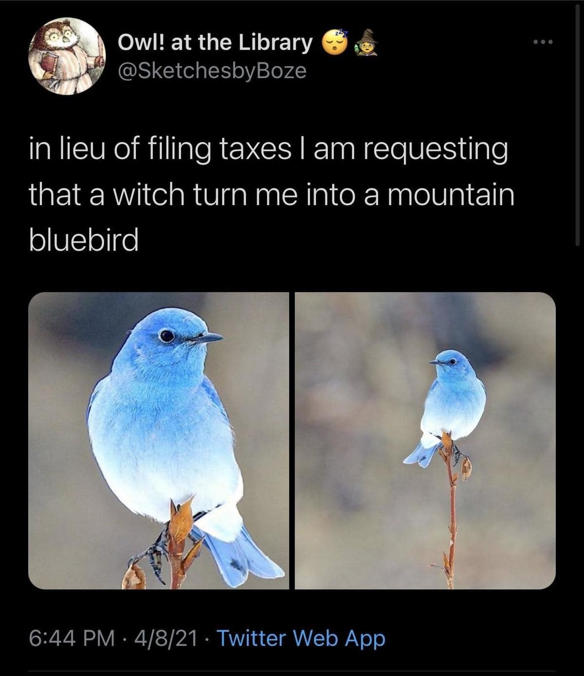 A desperate classic meme tweet from "Owl! at the Library" requesting that a witch turn them into a beautiful mountain bluebird specifically to avoid filing their taxes.