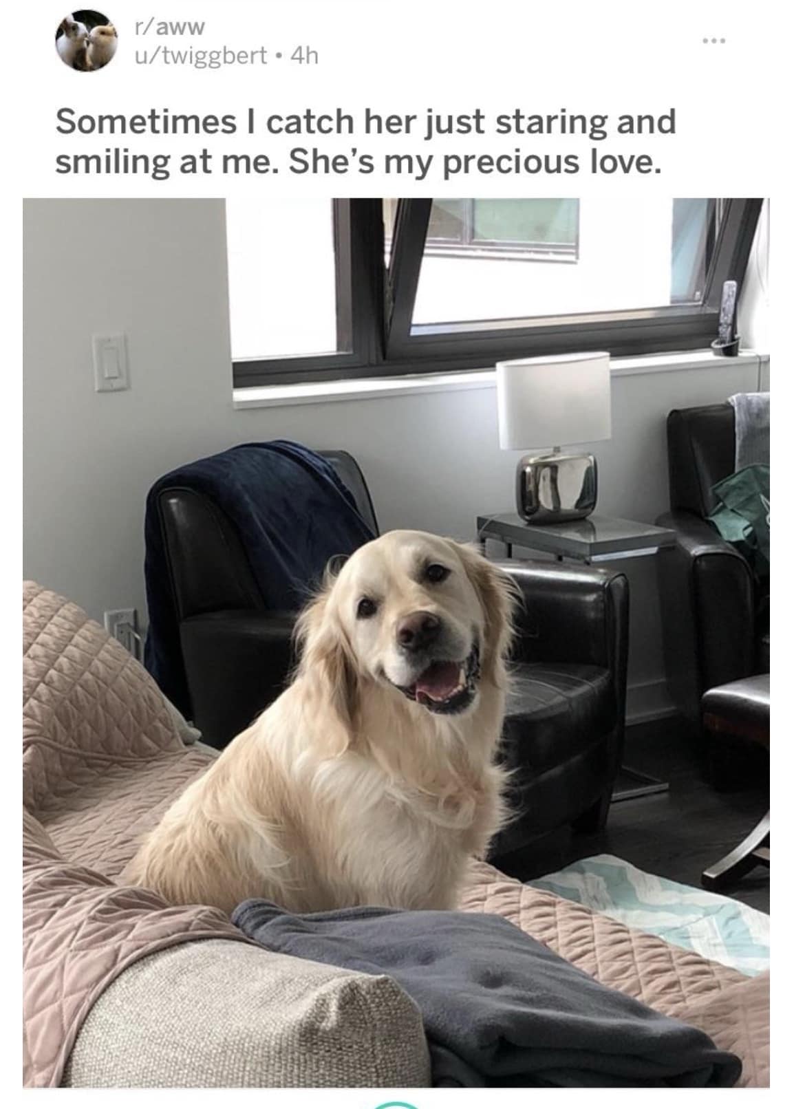 A happy golden retriever smiling affectionately from a living room sofa captures a heartwarming Reddit r/aww post repurposed as a pure, wholesome classic meme.