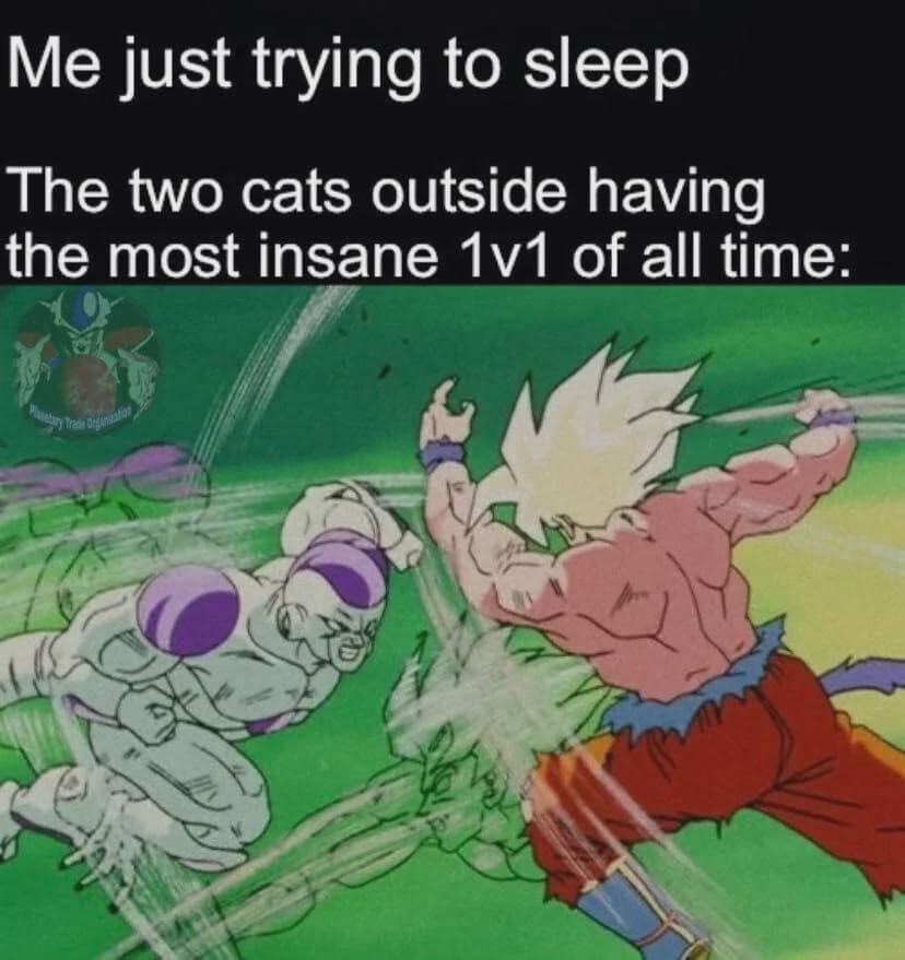 classic meme using a blurred, intense frames-per-second battle between Goku and Frieza from Dragon Ball Z to represent the sheer violence of two neighborhood cats having an "insane 1v1" while you’re trying to sleep.