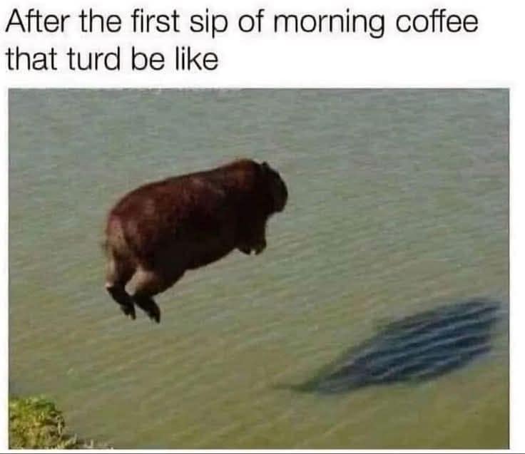 A fast-acting morning caffeine joke anchors a classic meme featuring a brown wombat mid-air diving over a body of water with its shadow casting clearly on the lake below.