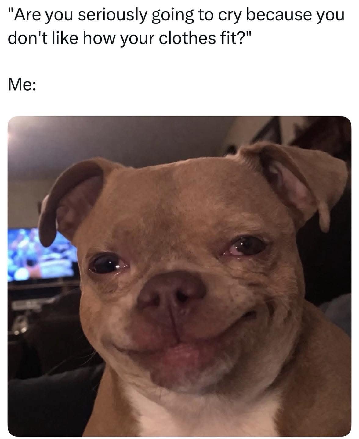 A tan chihuahua with a teary-eyed, tight-lipped smirk stares directly at the lens in a classic meme capturing the irrational emotional breakdown of your clothes not fitting right.