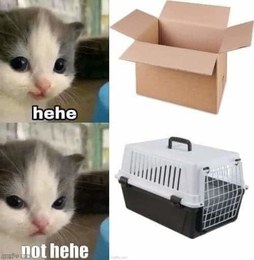 A brilliant four-panel kitten template operates as a highly expressive classic meme, contrasting a cat's mischievous joy near an empty open cardboard box labeled "hehe" against its absolute betrayal at a plastic vet carrier cage labeled "not hehe".