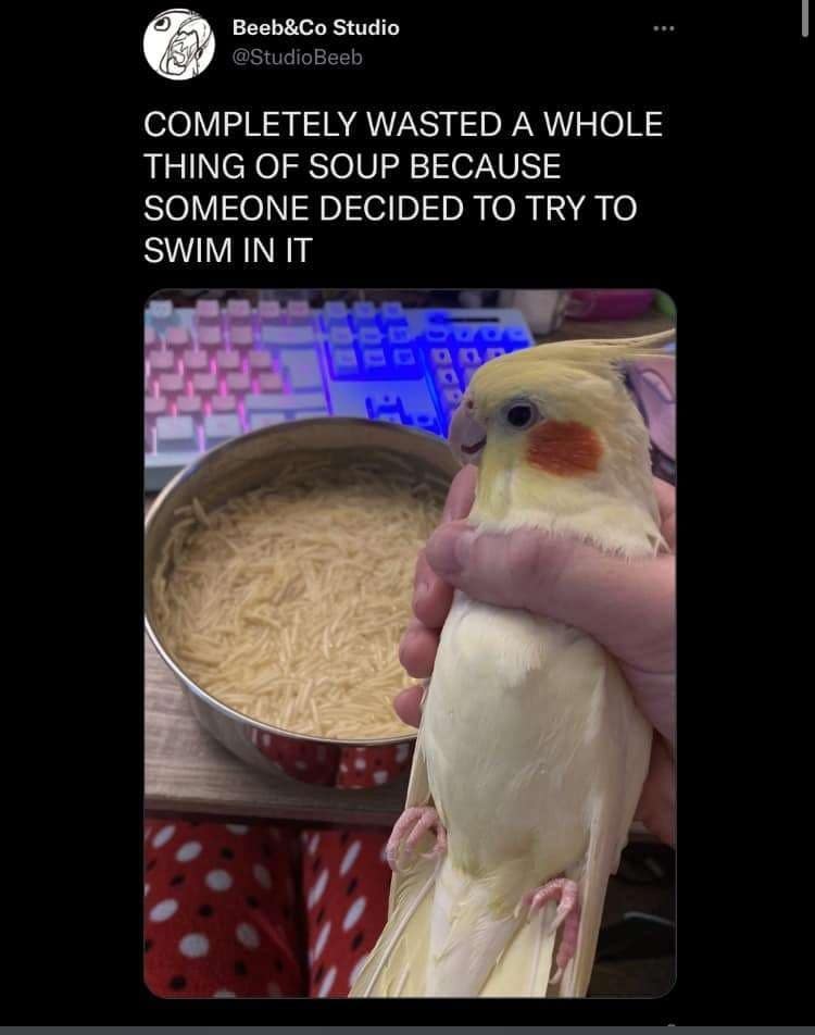 A classic meme showing a close-up photo of a hand gently holding a yellow pet bird next to a large metal pot filled with plain noodle soup, under a tweet lamenting that the entire dinner was wasted because the bird tried to swim in it.