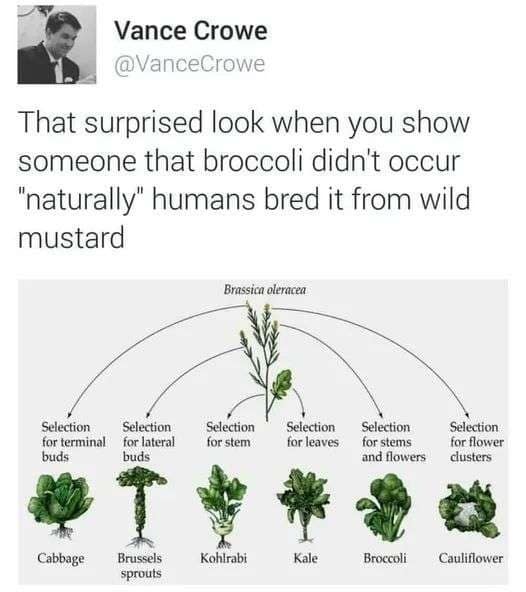 An educational but humorous classic meme infographic showing how wild mustard was selectively bred into common vegetables like broccoli, kale, and cabbage.