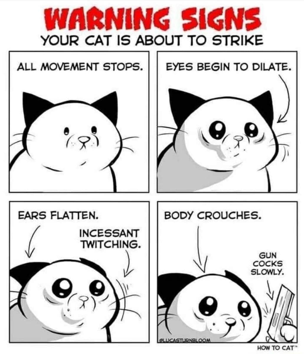 A four-panel instructional comic titled "Warning Signs Your Cat Is About To Strike" details progressive behavioral indicators ending with a white cartoon cat slowly cocking a semi-automatic handgun.