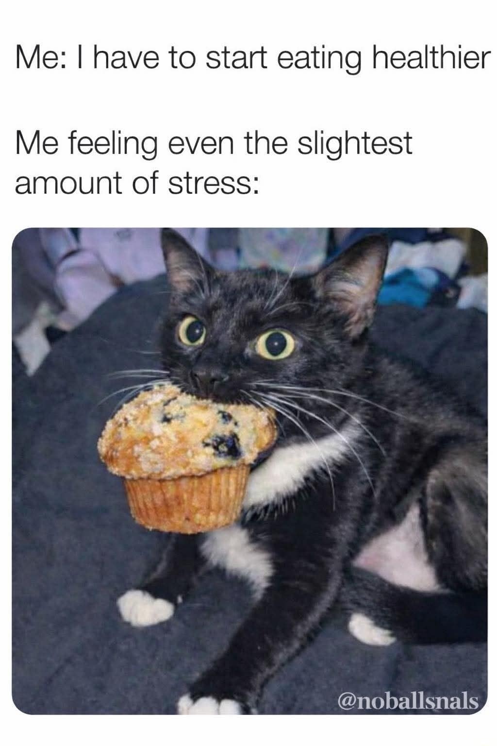 classic meme of a bug-eyed tuxedo cat with a massive blueberry muffin stuffed in its mouth, representing the immediate failure of a "healthy eating" plan the second a minor stressor appears.