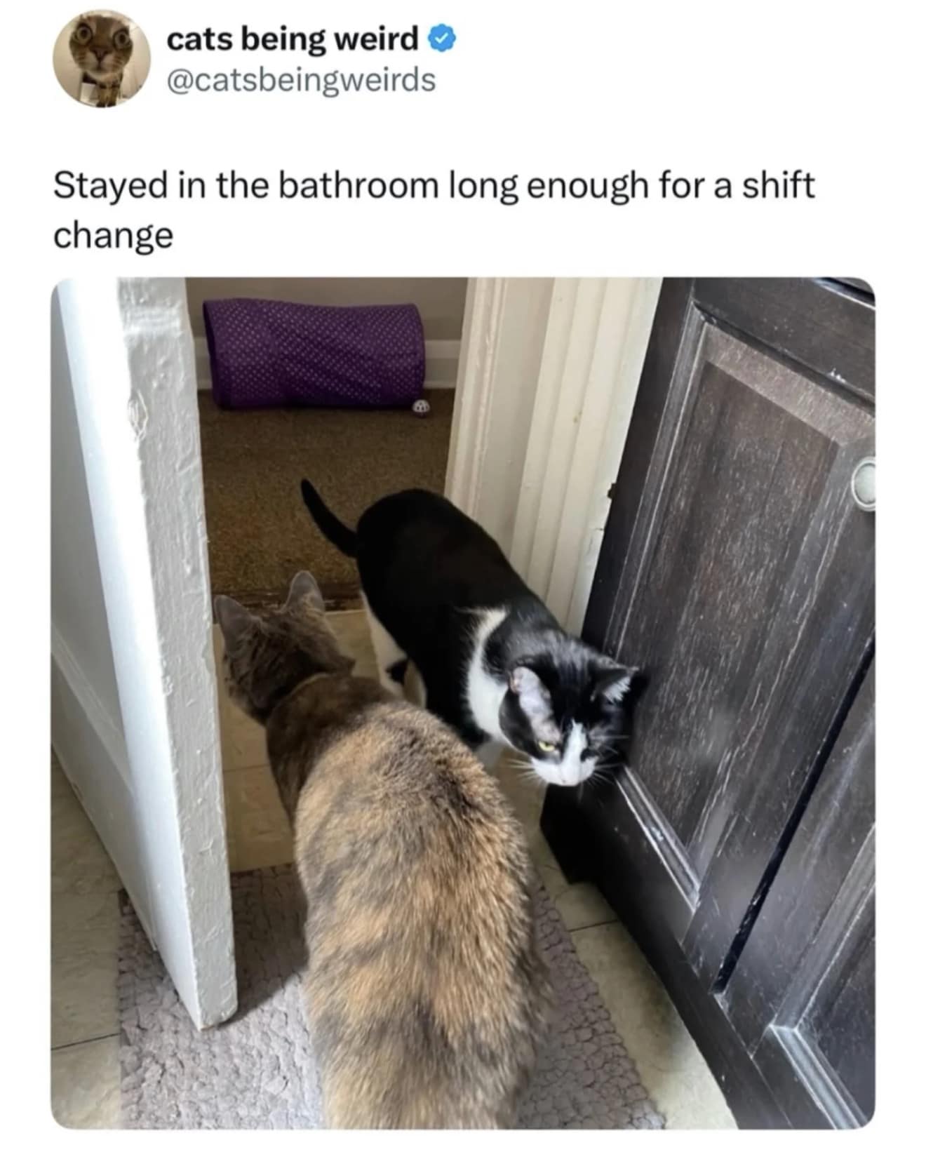 A humorous look at pet behavior where two cats are seen swapping places at a bathroom door, captioned as a "shift change" due to the owner's long stay inside.