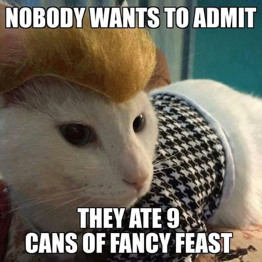 A parody classic meme of a white cat wearing a Donald Trump hairpiece and a houndstooth scarf, captioned "NOBODY WANTS TO ADMIT THEY ATE 9 CANS OF FANCY FEAST."