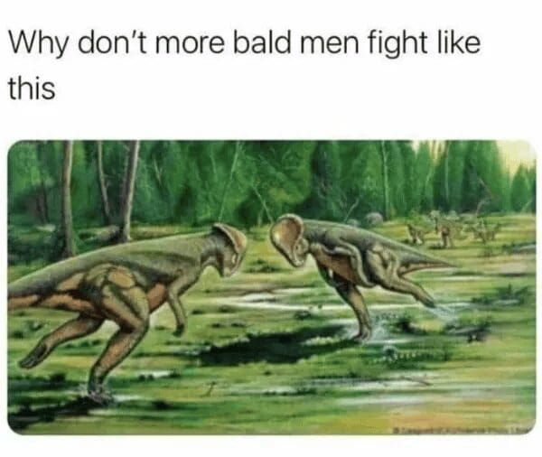 A classic meme displaying an old scientific illustration of two dome-headed Pachycephalosaurus dinosaurs charging and headbutting each other in a prehistoric marsh, captioned with the question, "Why don't more bald men fight like this."
