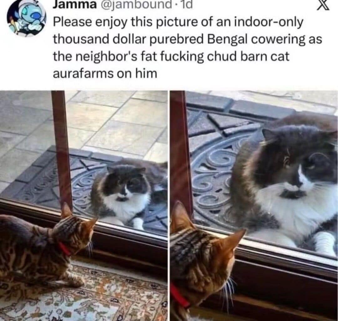 A viral pet interaction shared widely in collections of classic memes features a tweet by user Jamma showing an expensive purebred indoor Bengal cat looking terrified through a glass door as a large, fluffy neighbor cat completely asserts dominance on the welcome mat outside.