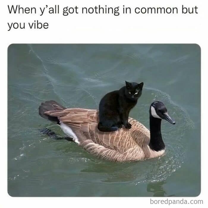 A surreal classic meme photo of a black cat casually hitching a ride on the back of a Canada goose as it swims across a lake, perfectly illustrating the concept of "vibing" with someone you have absolutely nothing in common with.