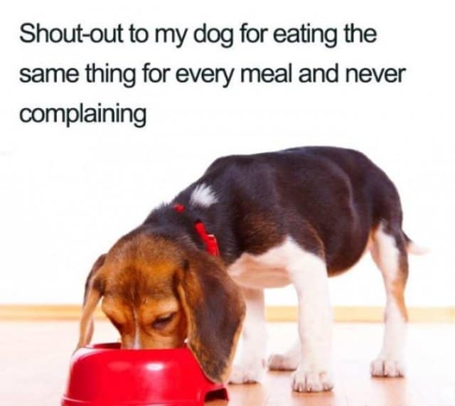 A tricolor beagle puppy eating quietly from a red plastic dish illustrates a wholesome classic meme thanking dogs for never complaining about eating the exact same meal daily.