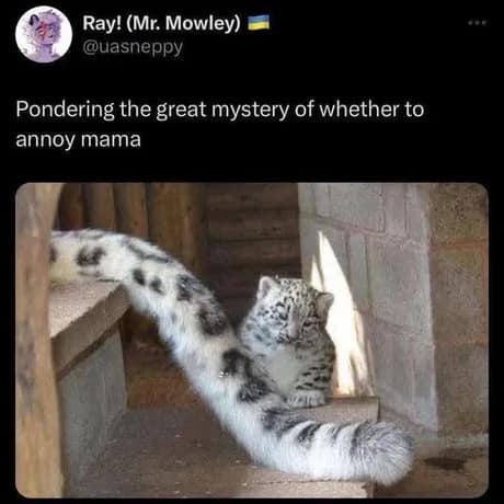 A tiny snow leopard cub sits next to its mother's long tail in this wholesome classic meme about the universal urge of children to be mischievous.