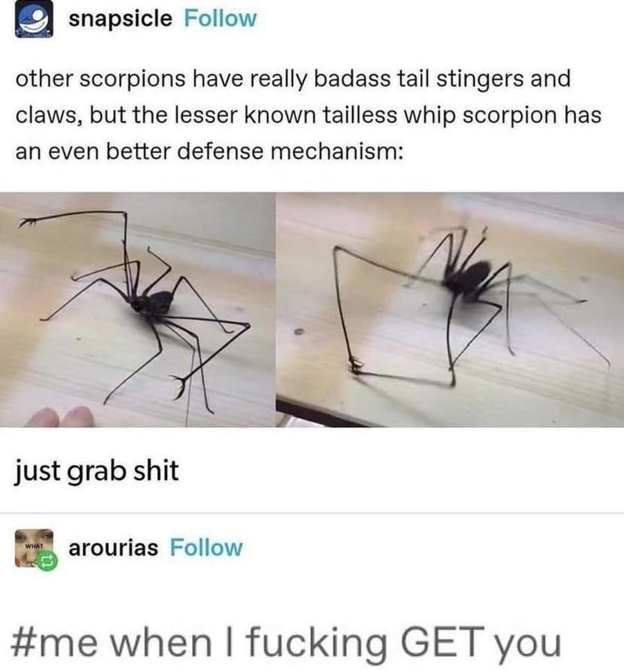 A biological classic meme from Tumblr showing two photos of a tailless whip scorpion using its long front appendages to "just grab shit," with a chaotic hashtag comment reading "#me when I fucking GET you".