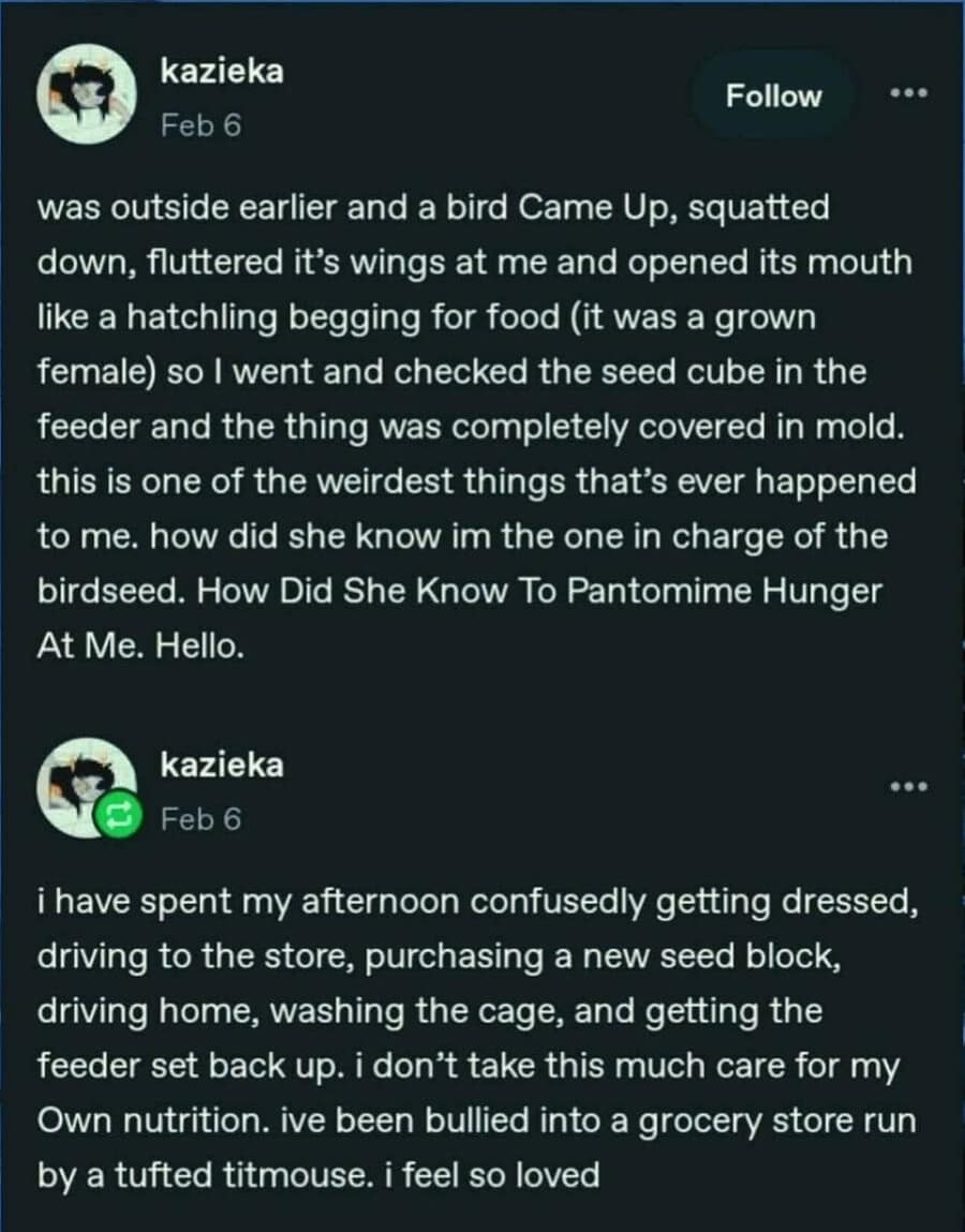 A social media text screenshot functions as a wholesome classic meme by user kazieka, explaining a multi-paragraph story about being aggressively bullied into an unplanned grocery store run to fix a moldy birdfeeder by a demanding tufted titmouse.