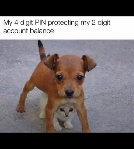 An adorable old meme format featuring a small brown puppy standing protectively over a tiny white kitten. The caption reads: "My 4 digit PIN protecting my 2 digit account balance."