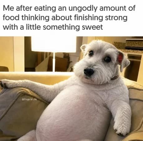 classic meme of a white dog with an incredibly large, round, bloated stomach sitting upright on a tan sofa, representing the sensation of hunting for dessert after an enormous meal.