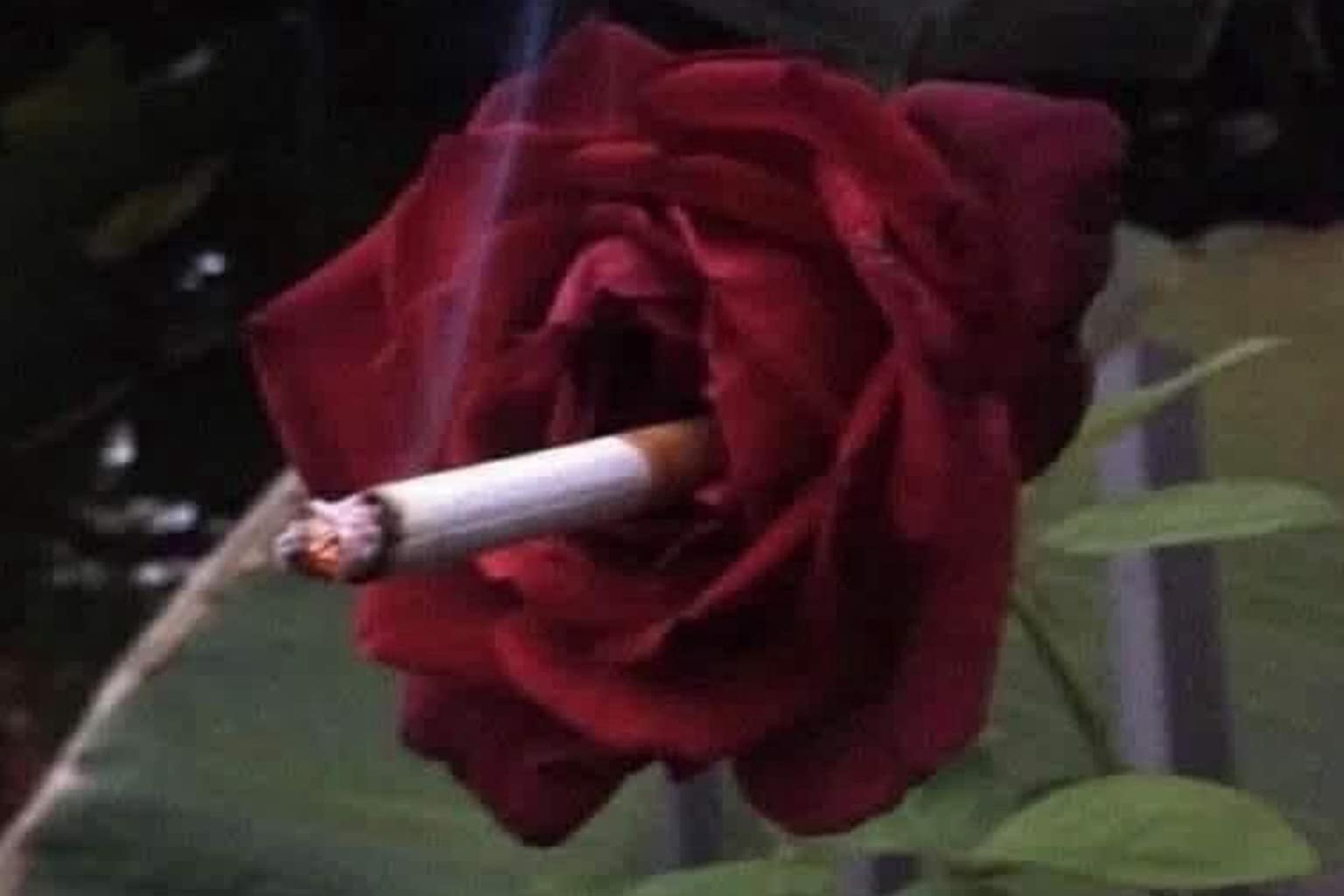A classic memes collection compiling the internet's best text-based observations and cultural parodies, highlighted by a group of women eating pizza in 14th-century medieval hennin cone hats, a literal visual pun of a red rose smoking a cigarette to reference the singer Seal, and an unintended municipal website blunder titled "Scenic Rim Jobs."