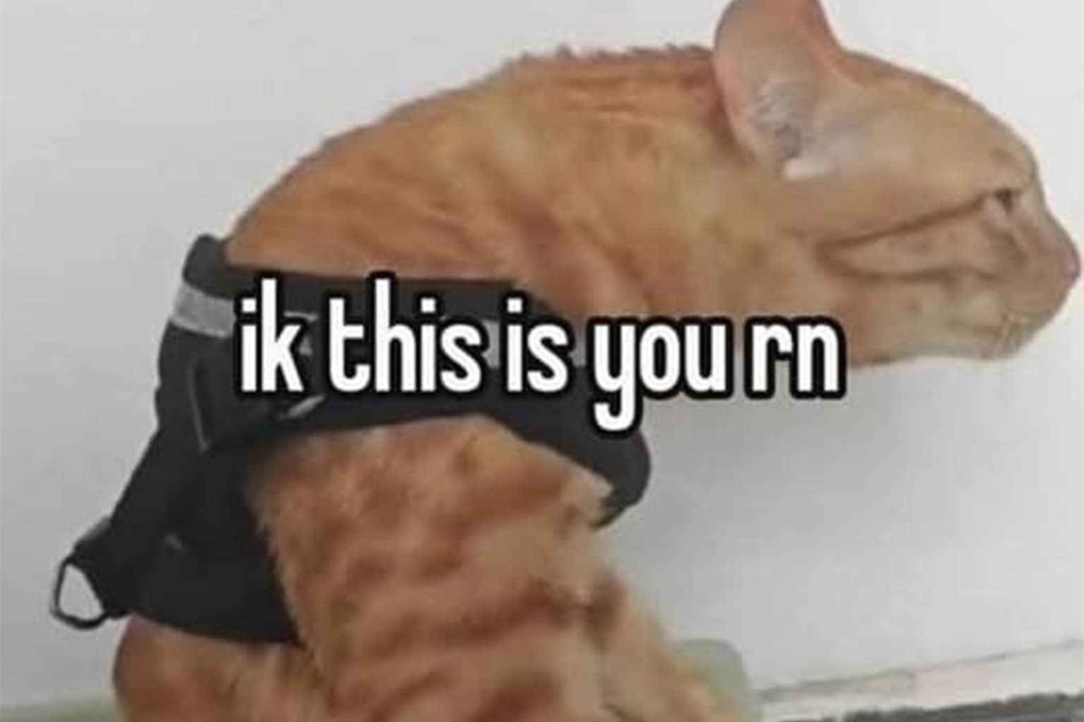 gallery of classic memes and best memes culture from 2026, featuring a terrifyingly realistic Gollum-themed family portrait, an Uber driver who successfully managed to wedge his car into an interior stairwell, and an orange tabby cat calling out your "gamer neck" posture.