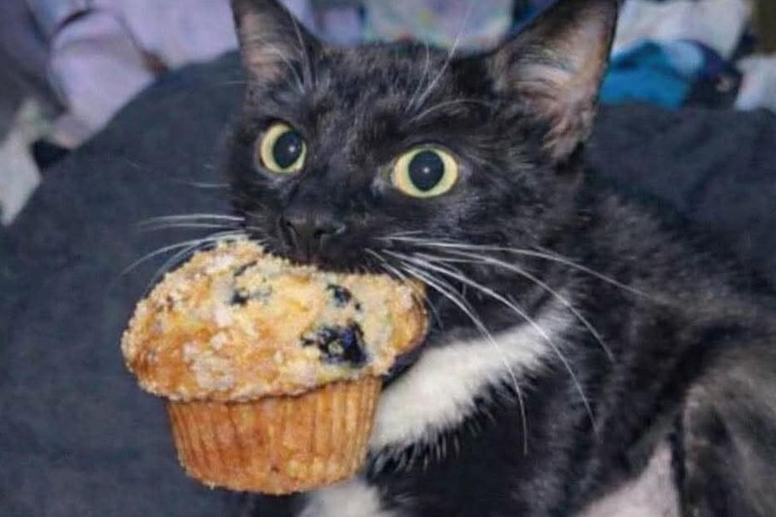 A definitive classic memes gallery capturing the peaks of internet relatability in 2026, featuring a tuxedo cat stress-eating a blueberry muffin, the existential dread of a blue Luma star behind bars, and a nine-year YouTube update confirming that adult life is significantly harder than the Zelda Water Temple.