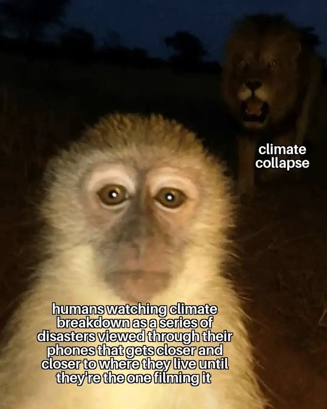 A close-up photograph of a small monkey looking directly at the camera with a lion behind it.