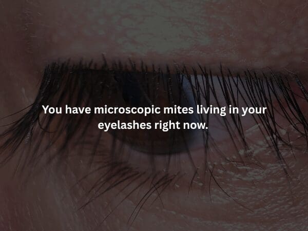 An extreme macro close-up of a human eye and eyelashes, overlaid with the creepy fact that microscopic Demodex mites are living in your lash follicles right now.