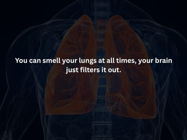 A medical diagram of human lungs glowing red inside a dark torso, stating the fact that you can smell your own lungs at all times, but your brain simply filters it out.