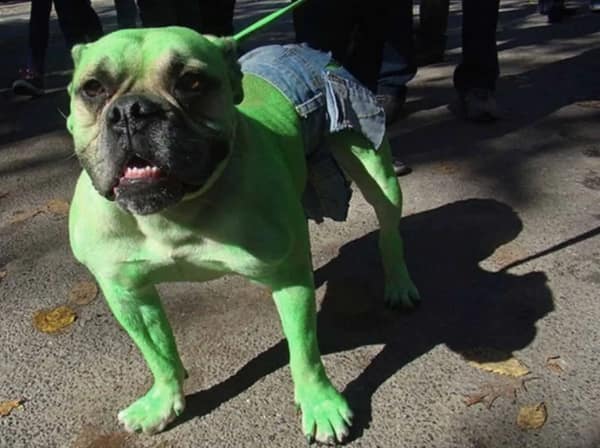 A muscular bulldog painted entirely in neon green body paint and wearing tiny ripped denim shorts in a confusingly cursed cosplay of The Incredible Hulk.