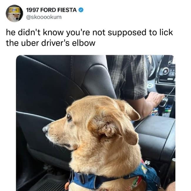 A dark meme photo of a dog looking guilty in the backseat of a car, captioned: "he didn't know you're not supposed to lick the uber driver's elbow."