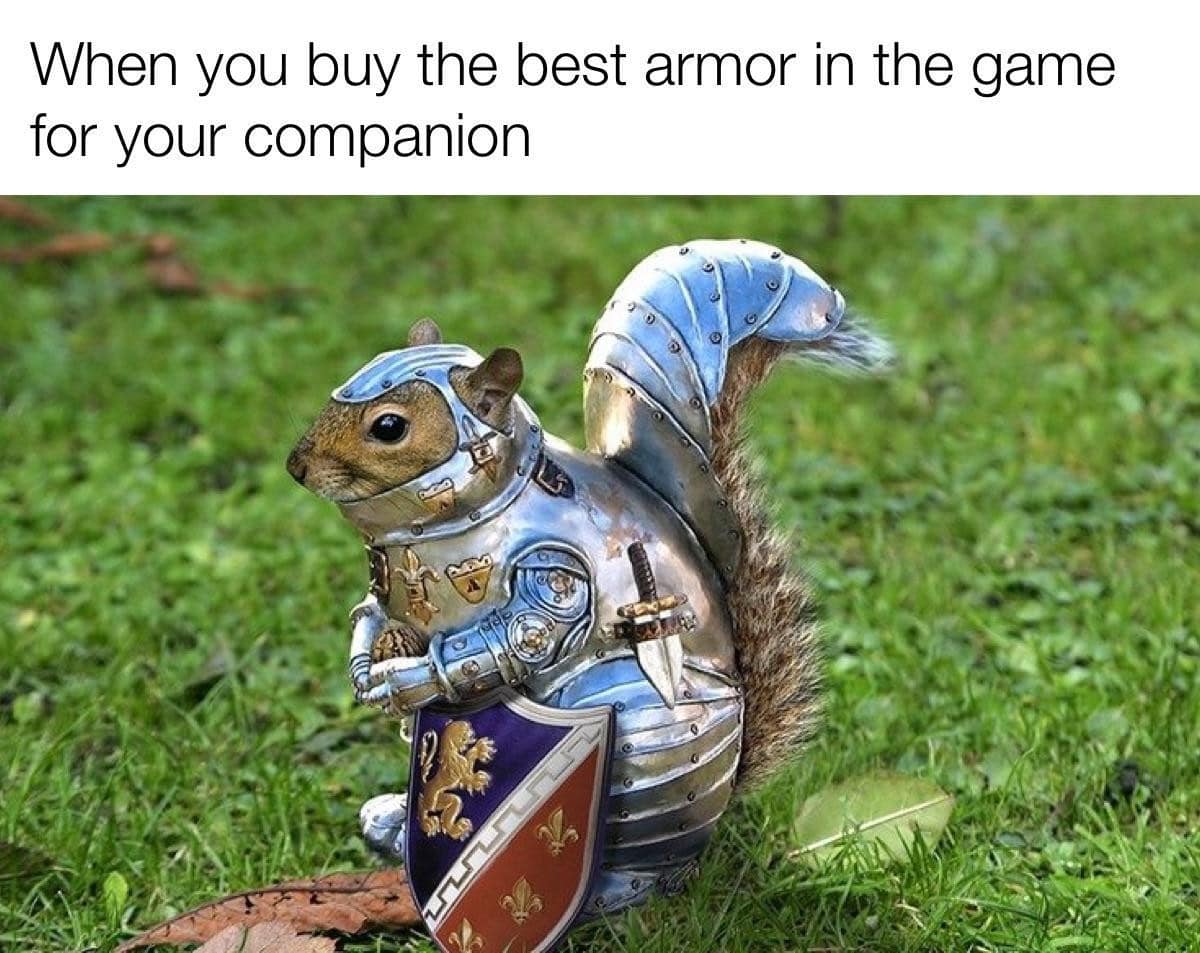 A real squirrel photoshopped into full legendary medieval plate armor with a lion crest shield illustrates an adorable dnd meme about maxing out a companion's gear stats.