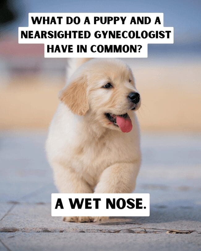 Golden Retriever puppy walking forward with a joke about a nearsighted gynecologist’s wet nose.