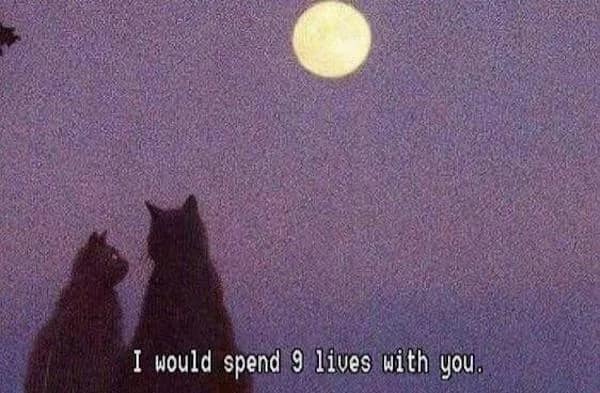 A sweet and grainy flirty meme showing two silhouetted cats gazing up at a glowing full moon, captioned with the romantic promise: "I would spend 9 lives with you."