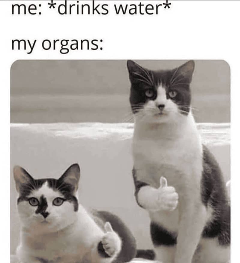 Wholesome meme featuring two cats giving a thumbs-up to represent human organs when drinking water.
