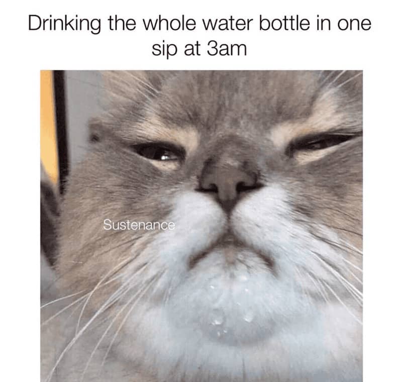 A fuzzy grey cat with water droplets on its chin captioned as 3am sustenance.
