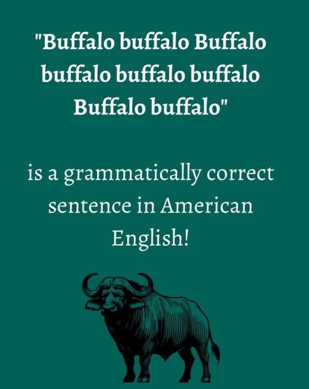 Text on teal background explaining the grammatically correct "Buffalo buffalo" sentence with a buffalo illustration.