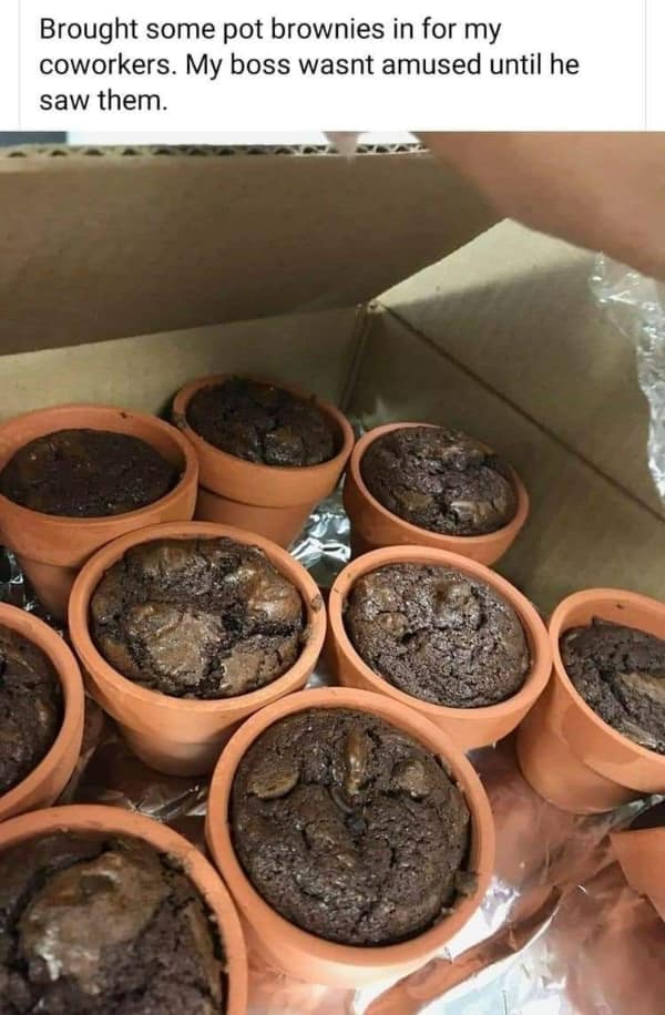 A collection of chocolate brownies baked inside miniature clay terracotta flower pots sits inside a shipping box as a clever visual pun for a funny food meme.